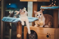 这家山东聊城公司，成为宠物零食第一品牌，拿下32%市场份额