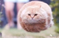 宠物胖了易生病！BCS帮你判断你家宠物是否该减肥了