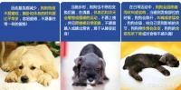 犬猫营养需要.pdf