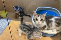 宠物时尚潮流，宠物店为宠物打造个性化时尚装扮。