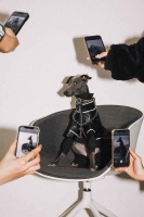 上海“最时髦”的狗：穿戴奢侈品，拍时尚大片，也为品牌带货