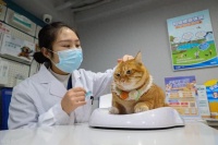 兽医专业解密：穷学生的致富捷径，如何在宠物医疗领域成就事业？