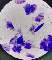 比熊犬慢性外耳炎中兽医配合动物激光理疗仪的治疗分享