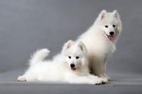 饲养宠物教育须知