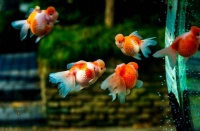 养宠物教育孩子生命，从金鱼到狗狗，这些生命体验让孩子学会责任和珍惜