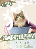 派多格猫课｜打造专业的猫咪护理课程