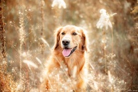 宝宝与宠物相处指南，培养宝宝的爱心和责任感！