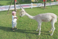 开办宠物学校，这些条件一个都不能少！