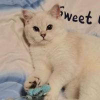 上门喂养宠物火爆 主人和代喂养人需要承担哪些法律风险？