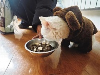 节假日出行，宠物如何安置？“上门喂宠”服务在拉萨升温