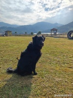 龙港市宠物寄养