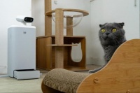 国际爱猫日｜智能养宠，我们到哪一步了？