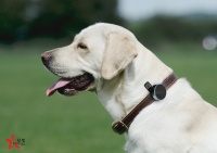 宠物智能穿戴设备设计，创新科技拥抱萌宠生活