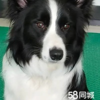 杭州宠物训练训犬训狗训练寄养学校，国内宠物行业领导者