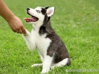 宠物训练师培训（训犬师/训猫师）