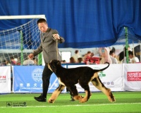 河北故事 | 有种新兴职业是带着狗狗去走秀—— “牵犬师”成长记