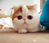 宠物健康保卫战！ 猫咪驱虫有讲究