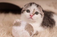 宠物医疗知识大全：如何为萌宠提供最好的医疗保健？