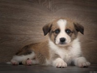 想保持小狗健康，你要知道这七大常见小狗疾病及预防窍门