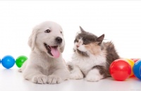 宠物爱宠，健康生活