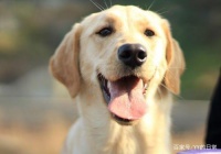 养宠物就一定要注意宠物的健康安全