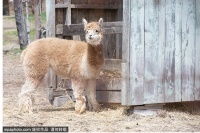 京城网红宠物餐厅，与动物零距离接触！