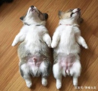 台北超火的7间宠物餐厅，超多猫星人的店铺，还能和狗狗一起吃饭