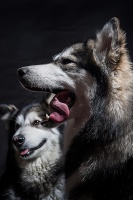 抓住宠物繁荣背后的创业机会：从饮食到护理，一文读懂宠物行业的新机遇