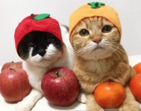 Wellness宠物健康提醒，家里有猫的千万要知道这些食物