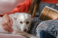 你真的懂宠物食品？好的，坏的，健康的……