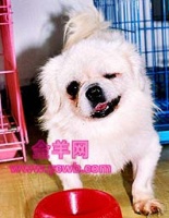 广州也有宠物救助网