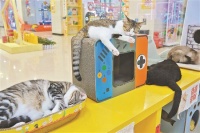 为动物“弃儿”寻找出路 民间动物救助困惑何解