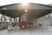 流浪猫狗救助站里有空调有泳池，志愿者说：希望让它们不只是活着