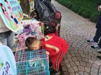 上海宠物免费领养现场—上海领养日—上海宠物救助领养中心基地站