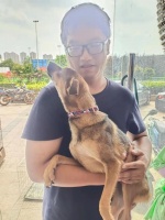 上海宠物救助领养各区地址