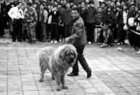 潍坊首版宠物精品展 208条宠物狗选出“50美”