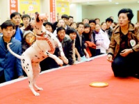 沈阳举办宠物选美大赛 入围宠物系出名门