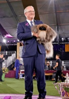 一场奇葩赛事！狗狗也选美，它获得了冠军！