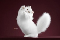 纯种猫国际赛事即刻上线 打造属于中国人的猫展