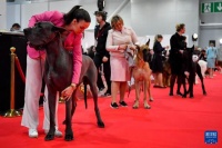 莫斯科：狗狗选美