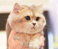 “一起喵喵喵喵喵” 吸猫遛狗风行 互联网催热“宠物经济”