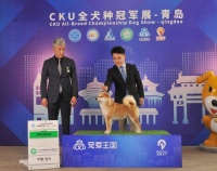 小萌宠大经济，机构预计中国宠物市场规模已突破2000亿元