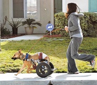 台湾轮椅狗身残志坚 感人照贏世界宠物摄影赛冠军