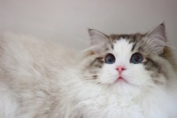 第五届宠物嘉年系列活动之宠物摄影比赛