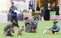 平阳举办“宠物奥运会” 萌狗状况百出逗乐观众
