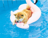 宠物夏季运动会,“汪星人”萌翻全场