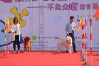 动物科学学院举办第三届宠物文化节