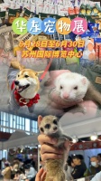 苏州6月28日终于要开宠物展！一个人脸皮不够厚！约上小伙伴一