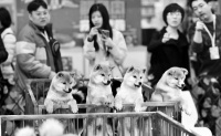 中国（南京）宠物文化节开幕 宠物经济“大爆发”
