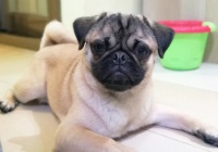 春节宠物寄养生意火爆！猫狗“标间”599元/天，“总统套房”5400元/月